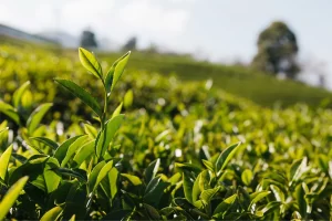 a field of tea trees (or at least as close to tea trees as the clipart site had)